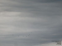Snowbirds
